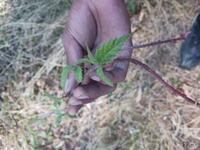Leaf of Native Blackberry