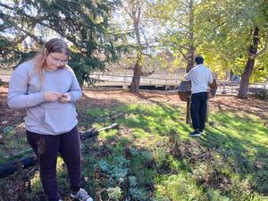 Volunteers collecting seeds
